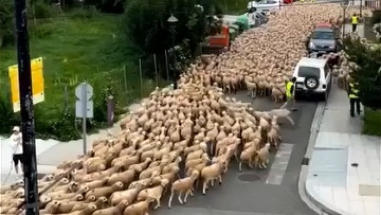 Unbelievable Sheep Spectacle: Witness the Hilarious 400-Meter Long Sheep Parade!