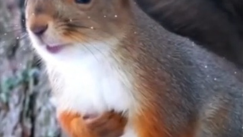 Wildlife Gone Wild: Hilarious Squirrel Shenanigans in the Wilderness!