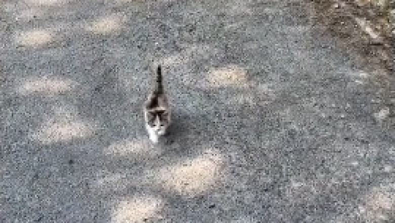 Adorable Cat Goes Full Mountaineer: Watch as This Feisty Feline Conquers the Impossible!