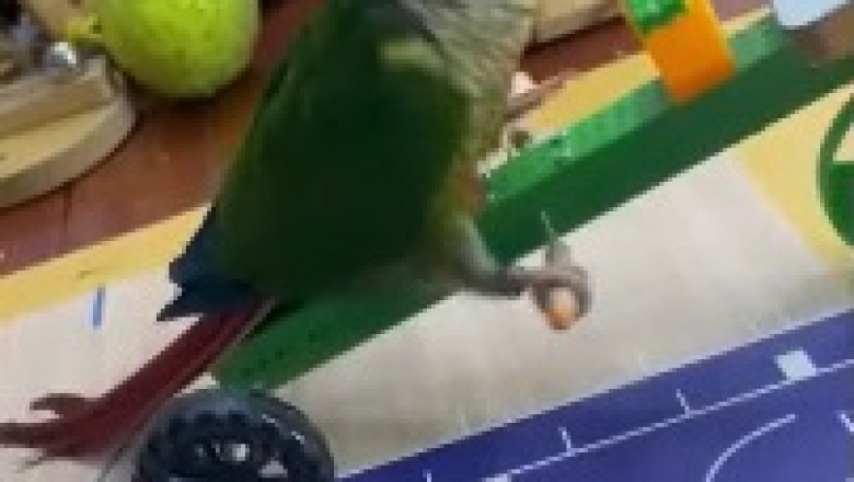 Feathered Comedian Alert: Hilarious Parrot Breaks Free from Cage and Steals the Show!