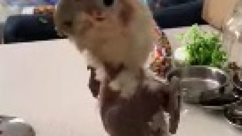 Hilarious Parrot Struts its Stuff: Watch this Featherless Dancing Marvel in Action!
