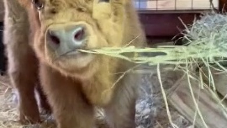 Moo-tastic Meltdown: This Hilarious Little Cow Is Utterly Hilarious!