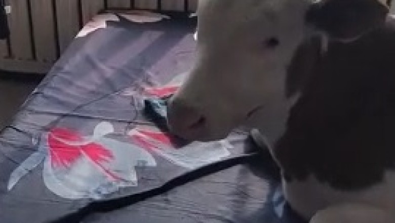 Moo-velous Mayhem: Cow Crashes Bedroom and Takes a Slumber on the Bed!
