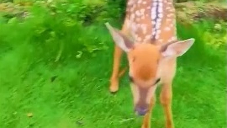 Adorable Deer Has a Hilarious Encounter in the Wilderness!