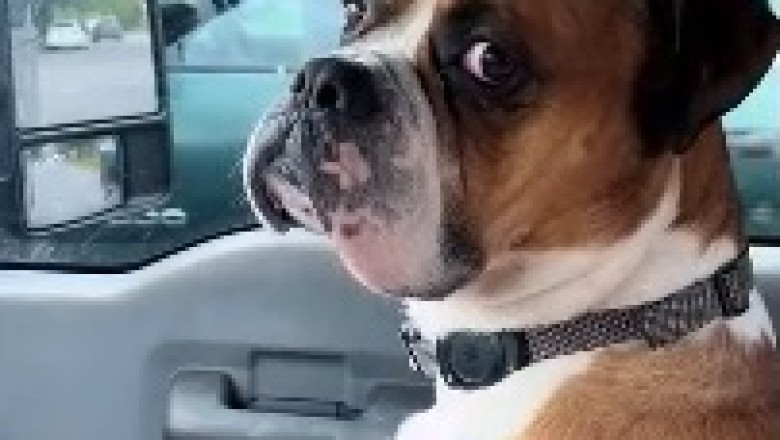 Doggy Drive-Date: Two Adorable Pooches Take Their Romance on the Road!