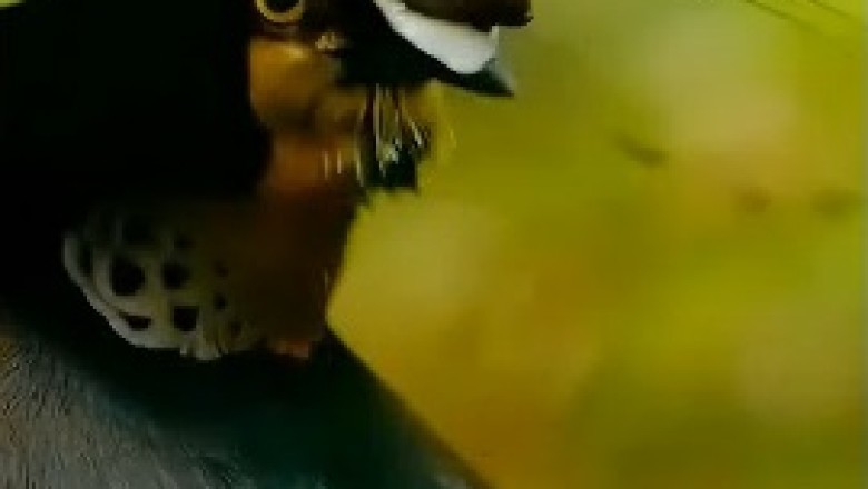 Feathers Fly and Hips Don't Lie: Watch this Beautiful Bird Bust a Move in the Ultimate Dance-Off!