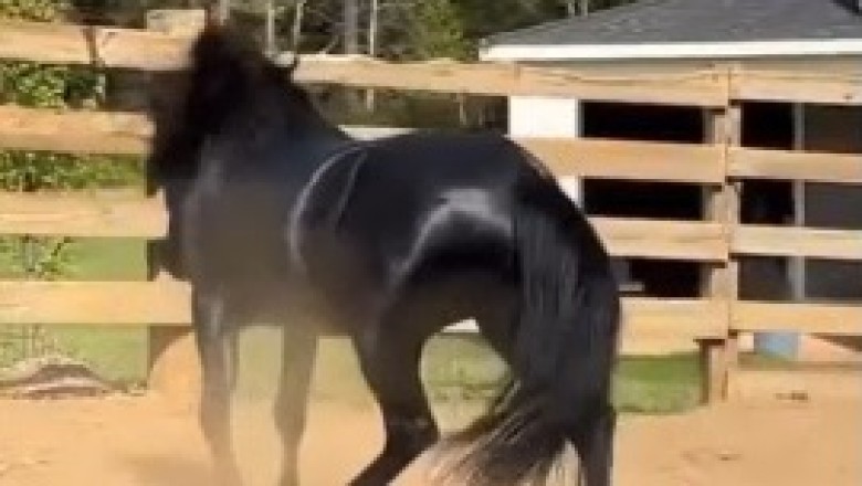 Gallop and Groove: This Hilarious Horse Masters the Art of Movement in the Funniest Video You'll Watch Today!