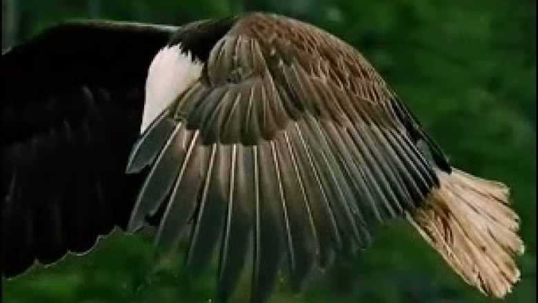 Hilarious Video: Eagle's High-Flying Adventure Takes an Unexpected Turn!