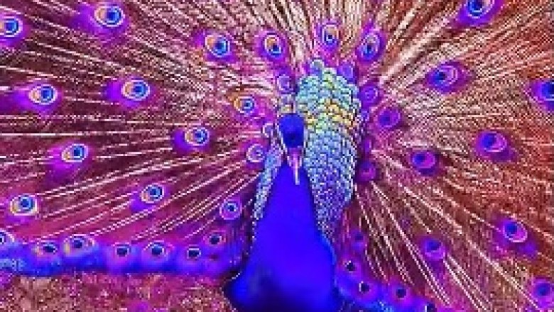 Unbearably Adorable Peacock is the Cutest Thing You'll See Today!