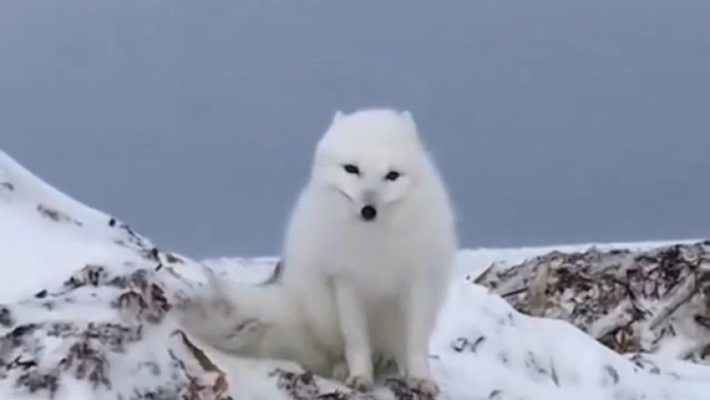 Watch This Hilarious White Fox Surprise Humans with Its Playful Antics!
