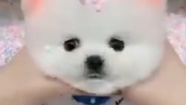 Adorable Overload! Watch This Beautiful Small Dog Steal Hearts with its Unmatched Cuteness!