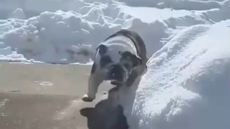 Dog vs. Snow: A Hilarious Collision of Chaos and Cold!