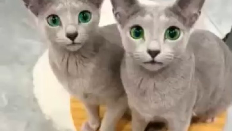 Double the Feline Fun: Adorable Twin Cats Give Hilarious Pawsitivity Boost!