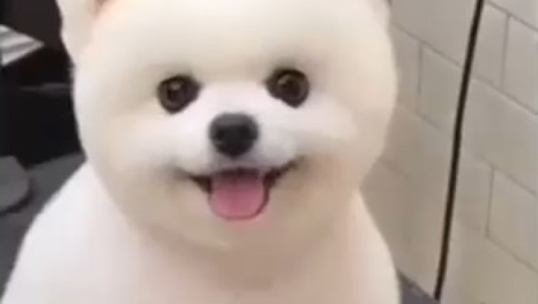 Hair-raising Hilarity! Watch This Small Dog Get an Epic (and Adorably Funny) Haircut!