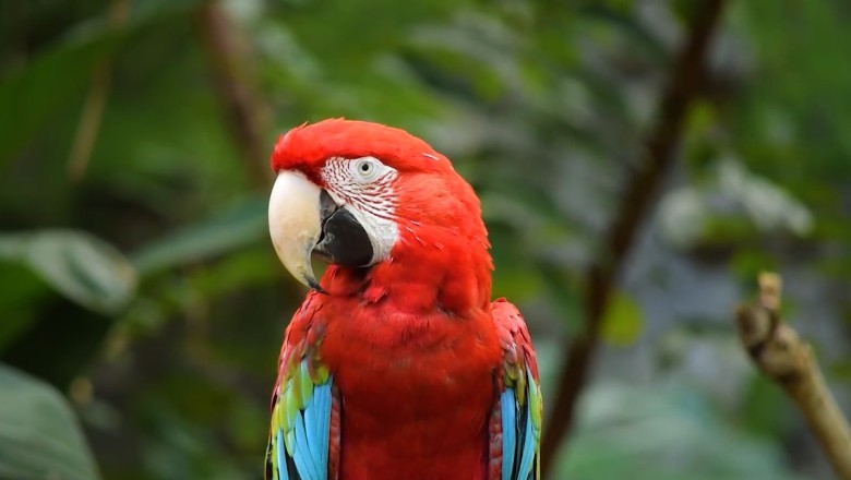 Hilarious Parrot's Stand-Up Comedy Routine Will Leave You in Stitches!