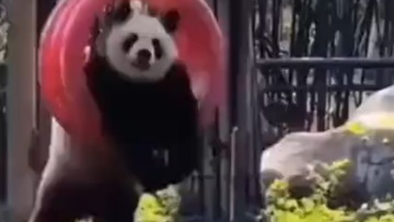 Hilariously Talented Panda Takes Playing to the Next Level - You Won't Believe Your Eyes!
