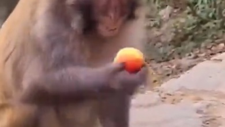 Monkey Business Unleashed: Prepare to ROFL as a Hilarious Monkey Bursts into Gut-Busting Laughter!