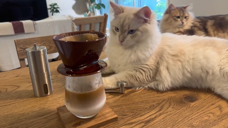 Paws-itively Purr-fect Tea Time! Two Adorable Cats Take A Hilarious Tea Break!