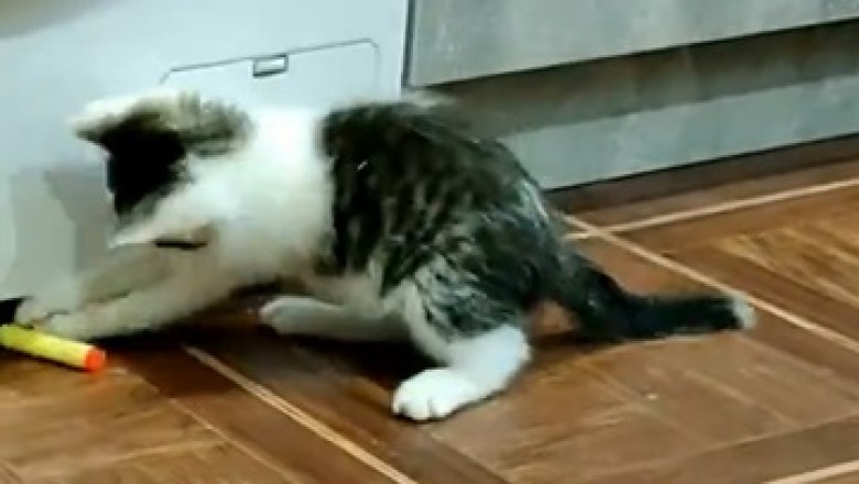 Pawsitively Hilarious! Watch This Cat's Epic Playtime Adventure Unfold!