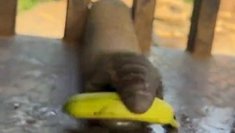 Trunkilicious Fun! Watch This Hilarious Elephant Go Bananas Over Bananas!