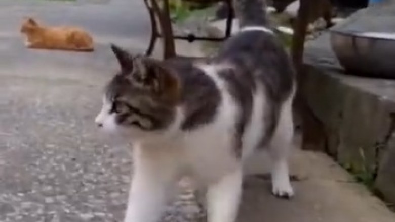 Hilariously Unexpected: Watch What Cats Do When Bored – Prepare for Pure Comedy Gold!
