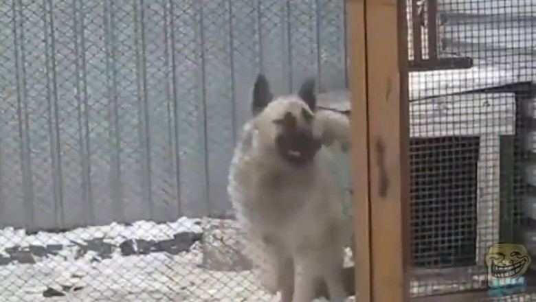 Pawsitively Hilarious: When Dogs and Other Animals Let Loose on the Dance Floor!