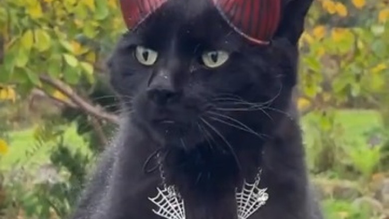 Purr-fectly Hilarious: Black Cat Owner's Magic Necklace Casts Feline Comedy Spell!