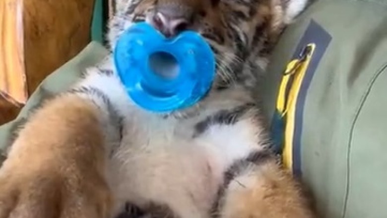 Roaringly Ridiculous: Hilarious Small Tiger's Comically Dramatic Coma Adventure!