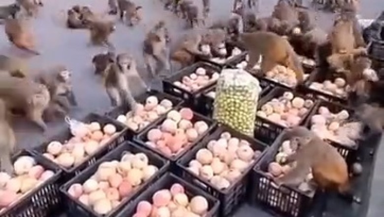Unarmed but Unstoppable: Hilarious Monkey Mob Takes Over Apple Highway Robbery!
