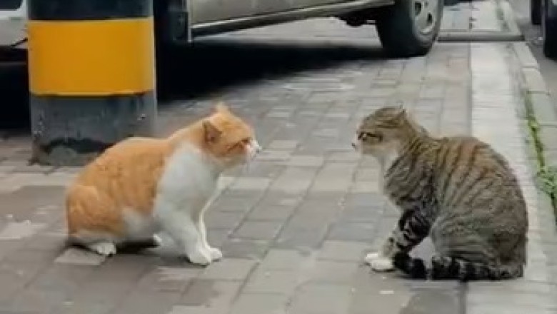 Catapocalypse Now: Hilarious Hair-Raising Battle of Two Fierce Felines!