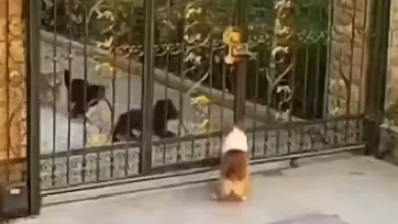Dogs' Hilarious Hijinks: Villa Invasion Gone Wild!
