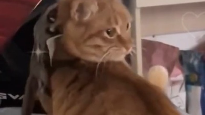 Epic Showdown: Mongoose vs. Cat - Who Will Emerge Victorious?