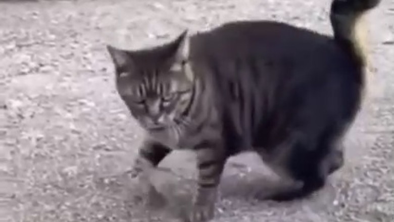 Epic Wallowing Cat Breaks the Internet with Hilarious Moves!