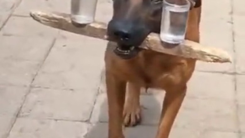 Hilarious Dog Balancing Act: Watch as This Clever Pup Masters the Art of Carrying Water Cups on a Piece of Wood!