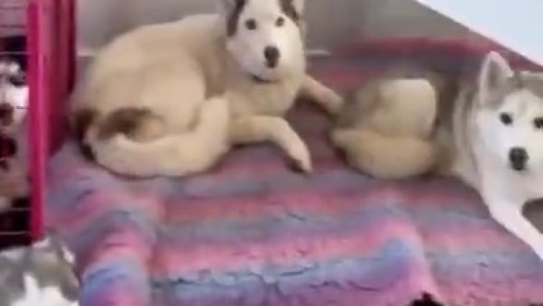 Hilarious Howling Hijinks: Watch These Hungry Dogs Serenade Their Way to Dinner!