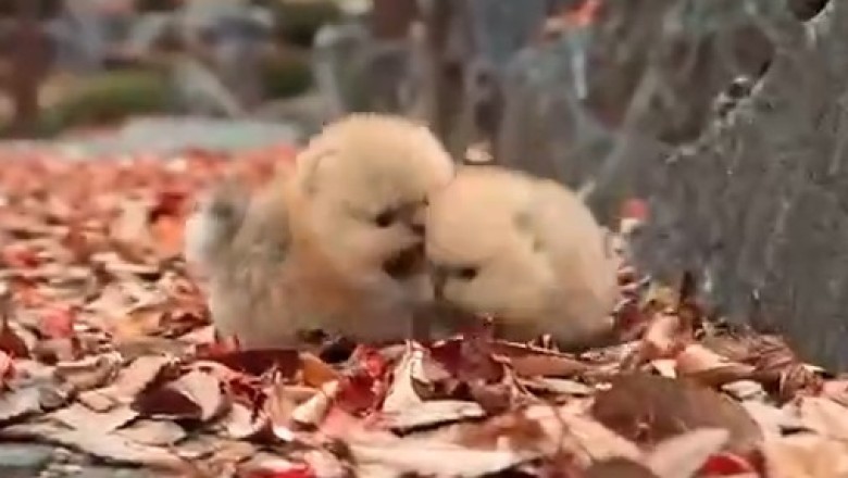 Leafy Shenanigans: Adorable Tiny Dogs Turn Autumn Leaves Into Playground!