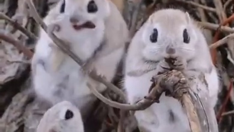 Prepare to Be Amazed by the Adorable Antics of Beautiful Flying Squirrels!