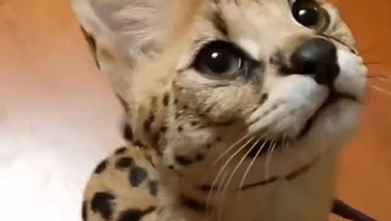 Serval or Snuggle? Hilarious Serval Cat Acts Like a Cuddlebug!