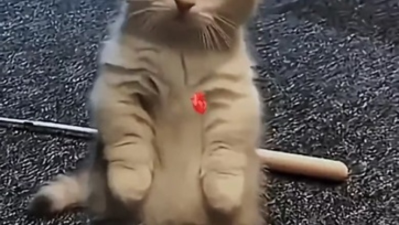 Tiny Powerhouse: Watch the Adorable Small Cat Who Can't Help But Steal Hearts!