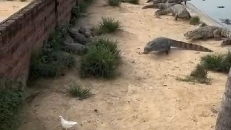 Unlikely Heroes or Cunning Predators? Crocodiles Meet Their Match Against a Fearless Pigeon!
