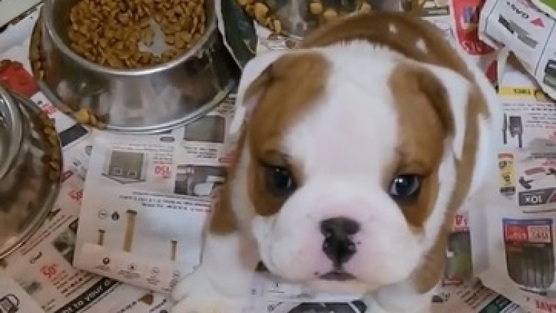 Adorable Bulldog's Boundless Energy Takes Fun to New Heights