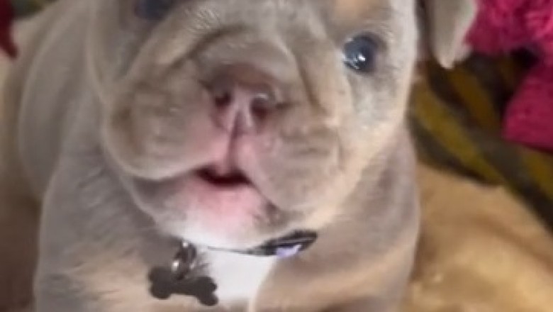 Adorable Bulldog's Slow-Motion Bark Will Leave You in Stitches!