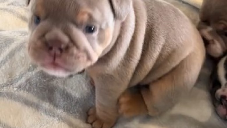 Cutest Bulldog Alert: Prepare to Be Smitten by the Hilarious Antics of the Adorably Tiny Bulldog!