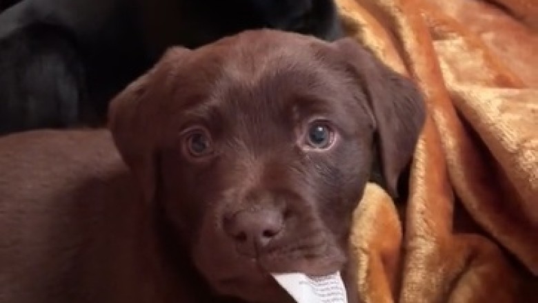 Double the Fluff, Double the Fun! Watch These Two Beautiful Small Dogs Steal Your Heart!