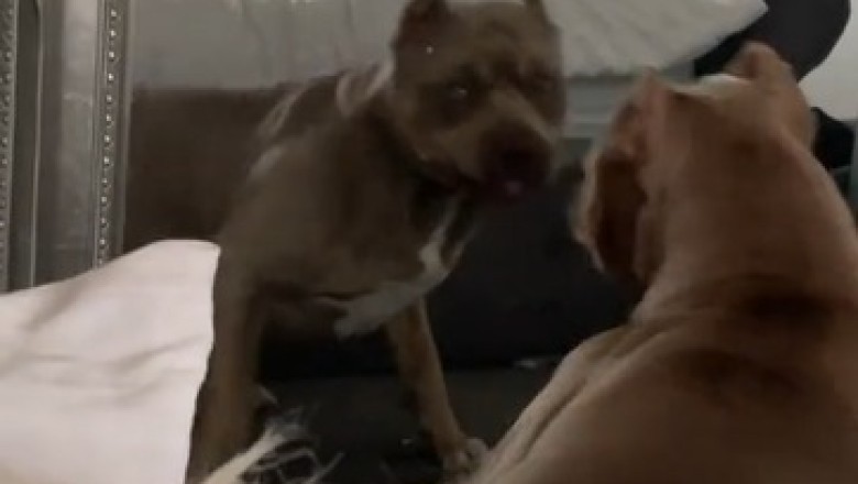 Hilarious Dog's Epic Reaction to Different Times Leaves Everyone in Stitches!