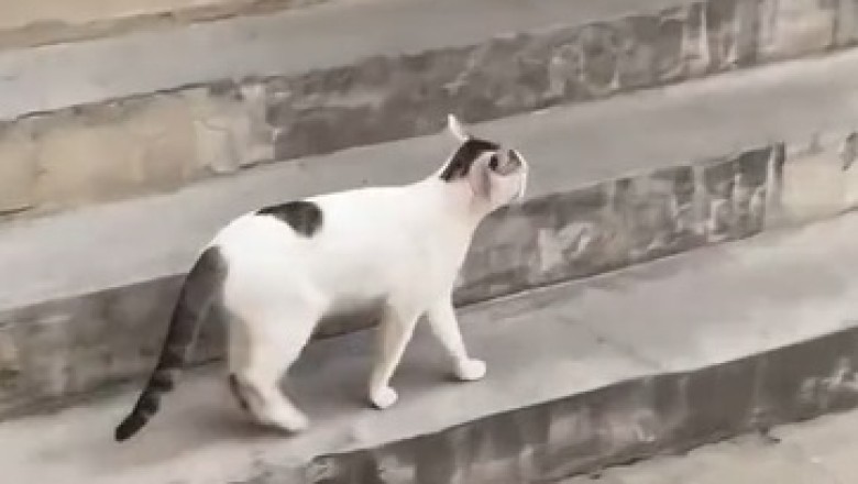 Hilarious Encounter: Unleashing the Feisty and Furious Street Cat!