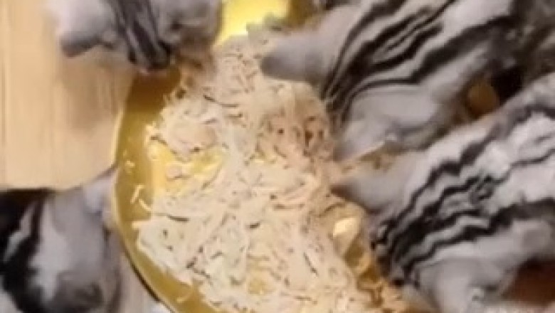 Meow-diculous Hunger Games: Watch Cats Lose Patience with Food in this Hilarious Video!