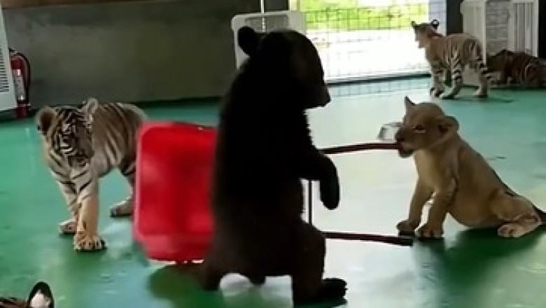 The Ultimate Showdown: Tiny Bear vs. Tiny Tiger in an Adorably Fierce Quarrel!