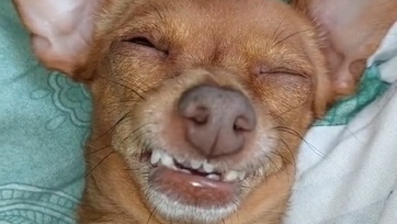 Unleashed Hilarity: Watch This Dog Laugh So Hard It Will Make Your Sides Ache!
