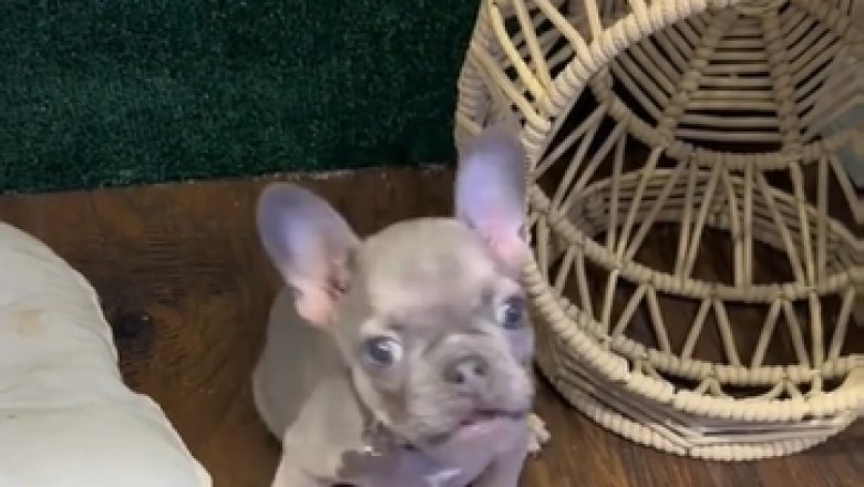 Cuteness Overload: Adorable Small Dog Steals Hearts Everywhere!